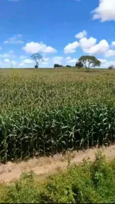 Fazenda/Sítio à venda, 490000m² no Garapuava, Unaí
