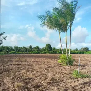 Fazenda/Sítio com 3 Quartos à venda, 7000m² no , Monte Alegre
