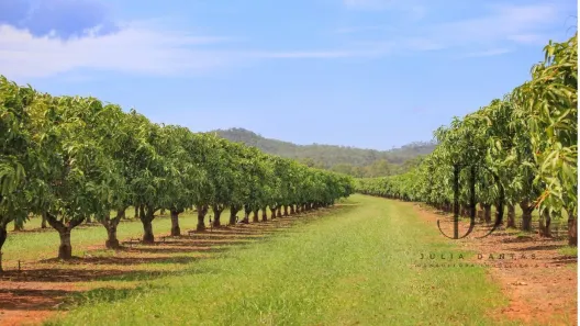 Fazenda/Sítio à venda, 750000m² no Centro, Petrolina