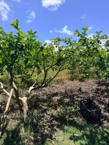Fazenda/Sítio com 3 Quartos à venda, 3500000m² no , Mamanguape