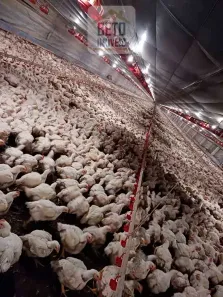 Fazenda/Sítio à venda, 1500000m² no , Nova Mutum