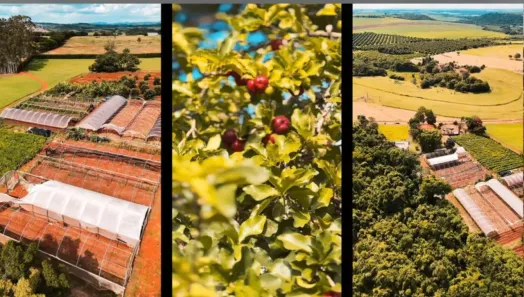 Fazenda/Sítio com 4 Quartos à venda, 24000m² no Colina da Paineira, Santo Antônio de Posse