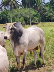 Fazenda/Sítio à venda, 304920m² no Centro, Mata de São João