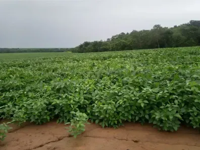 Fazenda/Sítio à venda, 2733m² no Centro, Canarana