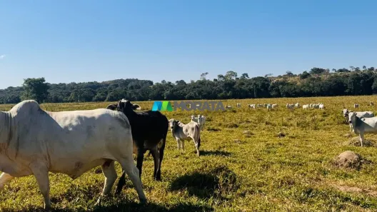 Fazenda/Sítio com 1 Quarto à venda, 170m² no Centro, Bom Despacho