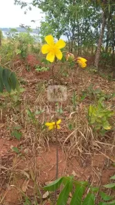 Fazenda/Sítio com 2 Quartos à venda, 100m² no Setor Central, Goiânia