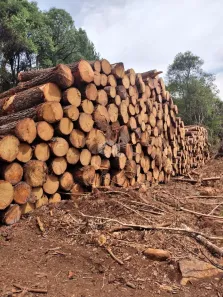 Fazenda/Sítio à venda, 1471300m² no Cazuza Ferreira, São Francisco de Paula