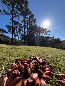 Fazenda/Sítio à venda, 19991m² no Bateias de Baixo, Campo Alegre