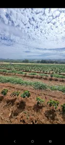 Fazenda/Sítio com 5 Quartos à venda, 43560m² no , Santo Antônio da Alegria