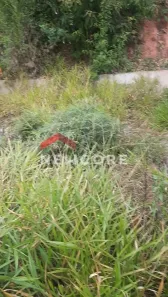 Casa de Condomínio com 3 Quartos à venda, 72m² no Canjica (Terra Preta), Mairiporã