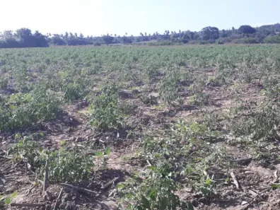 Fazenda/Sítio com 3 Quartos à venda, 200000m² no , Monte Alegre