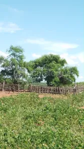 Fazenda/Sítio com 1 Quarto à venda, 562m² no Zona Rural, Afonso Bezerra