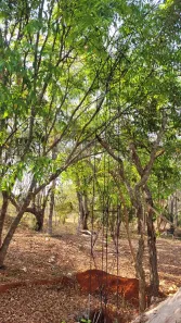 Lote/Terreno à venda, 4050m² no , Terezópolis de Goiás