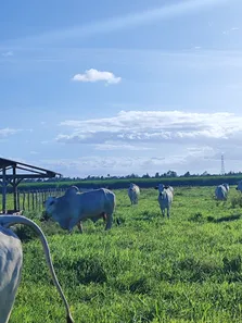 Fazenda/Sítio com 16 Quartos à venda, 3000000m² no , São José de Mipibu