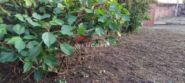 Casa com 3 Quartos à venda, 95m² no Jardim Ivoty, Itanhaém