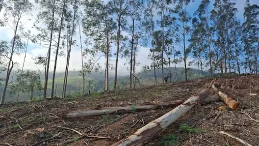 Fazenda/Sítio com 1 Quarto à venda, 1100m² no Coutinhos, Congonhal
