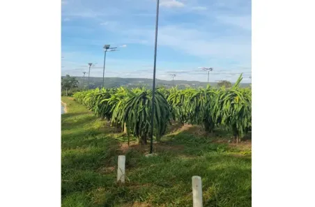 Fazenda/Sítio à venda, 20000m² no Cruzeiro Novo, Brasília