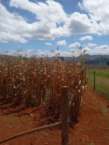 Lote/Terreno à venda, 340m² no Amaral, Nova Serrana
