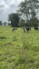 Fazenda/Sítio com 3 Quartos à venda, 12m² no , Padre Bernardo