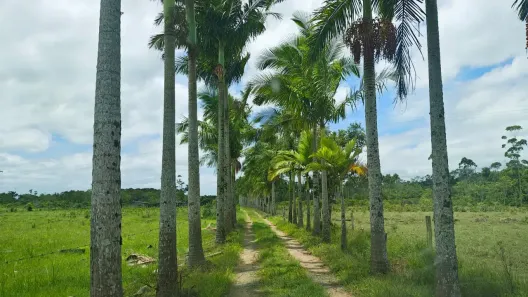 Fazenda/Sítio com 2 Quartos à venda, 145200m² no Iguape, Iguape