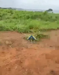 Fazenda/Sítio com 5 Quartos à venda, 800m² no , Rondolândia