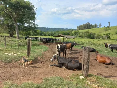 Fazenda/Sítio com 3 Quartos à venda, 100m² no , Angatuba