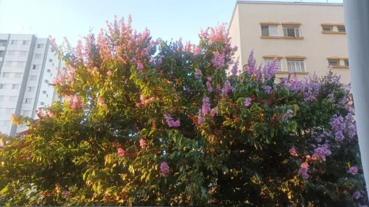 Apartamento com 1 Quarto à venda, 65m² no Bosque, Campinas