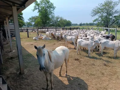 Fazenda/Sítio com 4 Quartos à venda, 16499000m² no Centro, Poconé