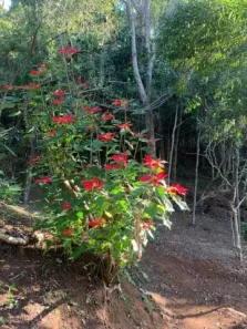 Lote/Terreno à venda, 5400m² no Araras, Petrópolis