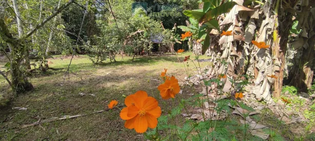 Fazenda/Sítio com 1 Quarto à venda, 22300m² no , Morretes
