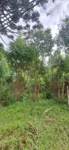 Fazenda/Sítio com 1 Quarto à venda, 20000m² no São Dimas, Colombo