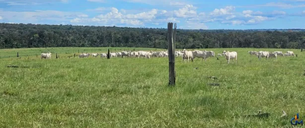 Fazenda/Sítio com 1 Quarto à venda, 12600000m² no , Sena Madureira