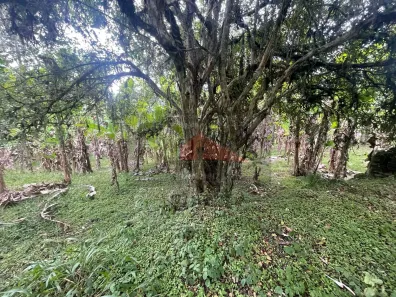 Lote/Terreno à venda, 21000m² no Ratones, Florianópolis