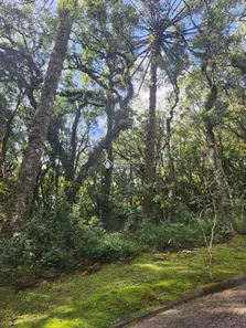 Lote/Terreno à venda, 783m² no Bosque Sinoserra, Canela