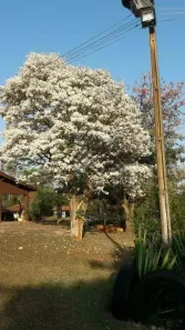 Fazenda/Sítio com 3 Quartos à venda, 1750m² no Jundiaquara, Araçoiaba da Serra