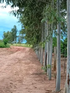 Fazenda/Sítio com 2 Quartos à venda, 48400m² no Centro, Monções
