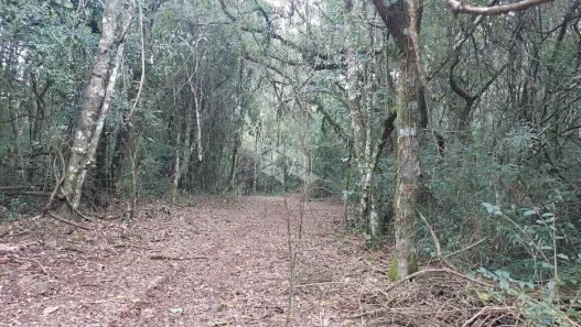 Fazenda/Sítio à venda, 20000m² no , Garibaldi