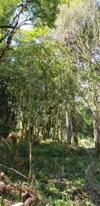 Fazenda/Sítio à venda, 20000m² no , Urubici