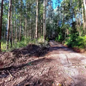 Fazenda/Sítio à venda, 24990m² no Triângulo, Carlos Barbosa