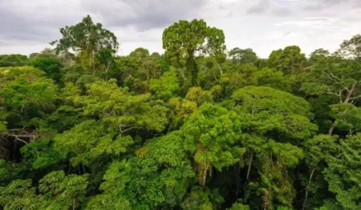 Fazenda/Sítio à venda, 999999999m² no , Ipixuna