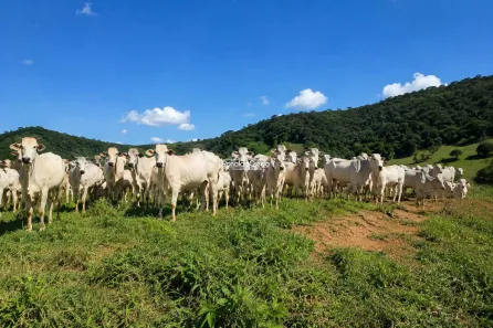 Fazenda/Sítio com 3 Quartos à venda, 2983000m² no Área Rural de Santa Rita do Sapucaí, Santa Rita do Sapucaí
