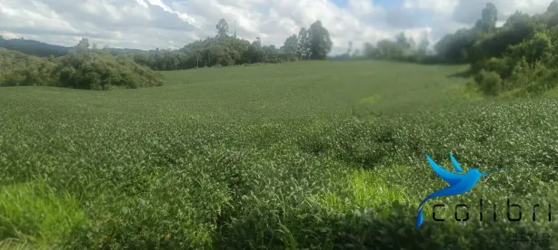 Fazenda/Sítio com 1 Quarto à venda, 218574m² no , Mandirituba