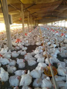 Fazenda/Sítio com 6 Quartos à venda, 17000m² no Centro, Laranjal Paulista
