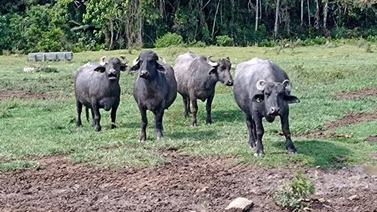 Fazenda/Sítio com 4 Quartos à venda, 240m² no Centro, Natividade da Serra