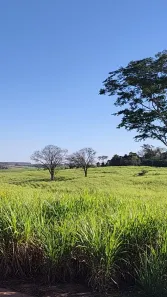Fazenda/Sítio com 3 Quartos à venda, 471900m² no Centro, Nipoã