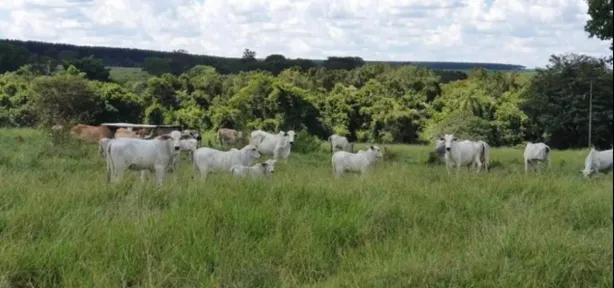 Fazenda/Sítio com 1 Quarto à venda, 928200m² no Morada do Sol, Uberlândia