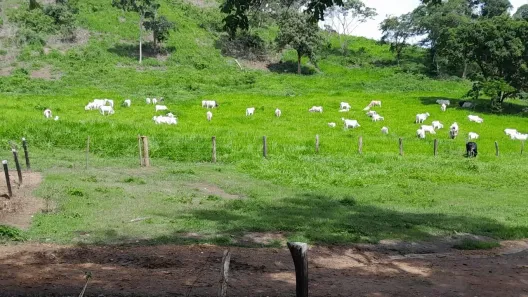 Fazenda/Sítio à venda, 12947000m² no Setor Central, Vila Propício