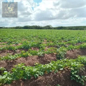 Fazenda/Sítio com 3 Quartos à venda, 440000m² no , Touros