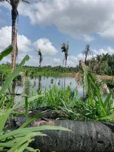Fazenda/Sítio à venda, 3192700m² no Centro, Itapecuru Mirim