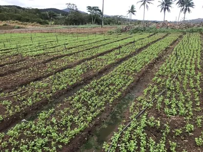 Fazenda/Sítio à venda, 50000m² no , Glória do Goitá